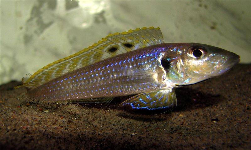 Enantiopus melanogenys 'Utinta'